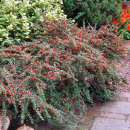 Кизильник ползучий р9