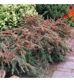 Кизильник ползучий р9