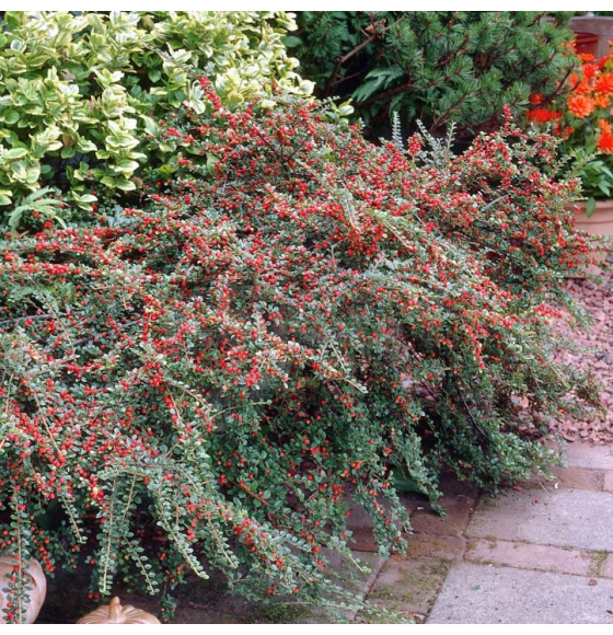 Кизильник ползучий р9