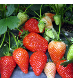 Клубника Альба саженец в горшке Р9