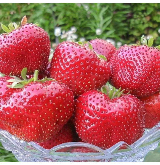 Клубника Гигантелла Максим саженец в горшке Р9