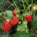 Клубника Гигантелла Максим саженец в горшке Р9
