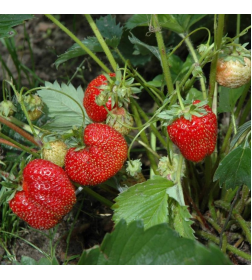 Клубника Гигантелла Максим саженец в горшке Р9