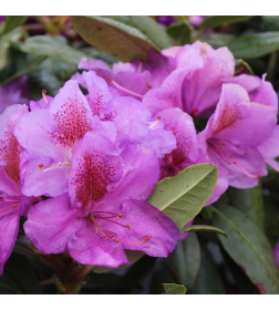 Рододендрон блутиния горшок С1, 20-30 см