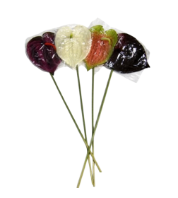 Цветок искус. Антуриум 68см №30 МИКС