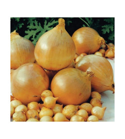 Лук севок Радар (10-21 мм), кг Нидерланды