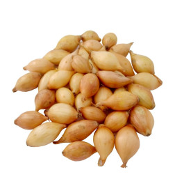 Лук севок Сеншу Елоу озимый  (10-21мм), кг  Нидерланды