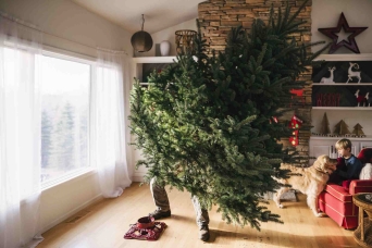 How choose a live Christmas tree